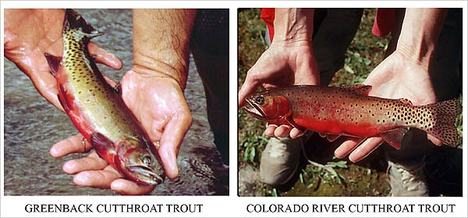 CutthroatTrout.jpg