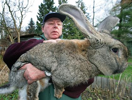 RabbitGiantGerman.jpg